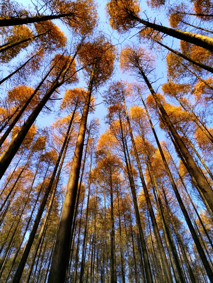 重庆南川山王坪