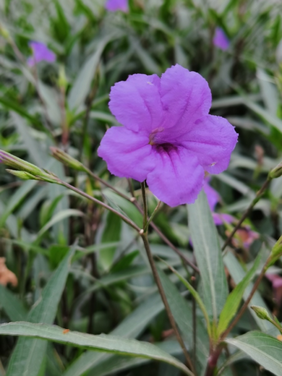 蓝花草光叶蝴蝶草