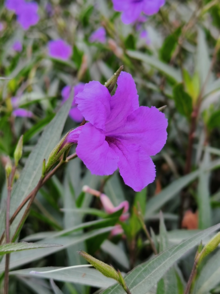 蓝花草光叶蝴蝶草