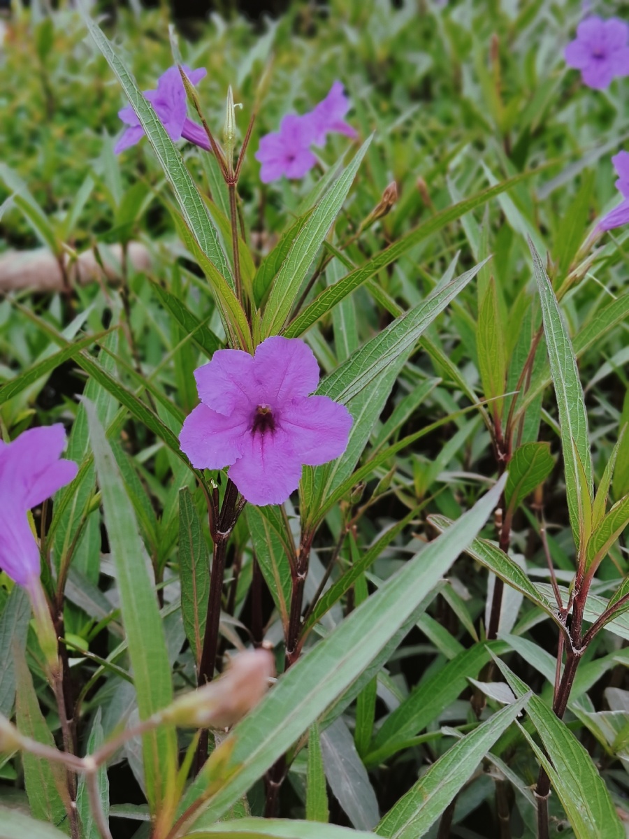 蓝花草光叶蝴蝶草