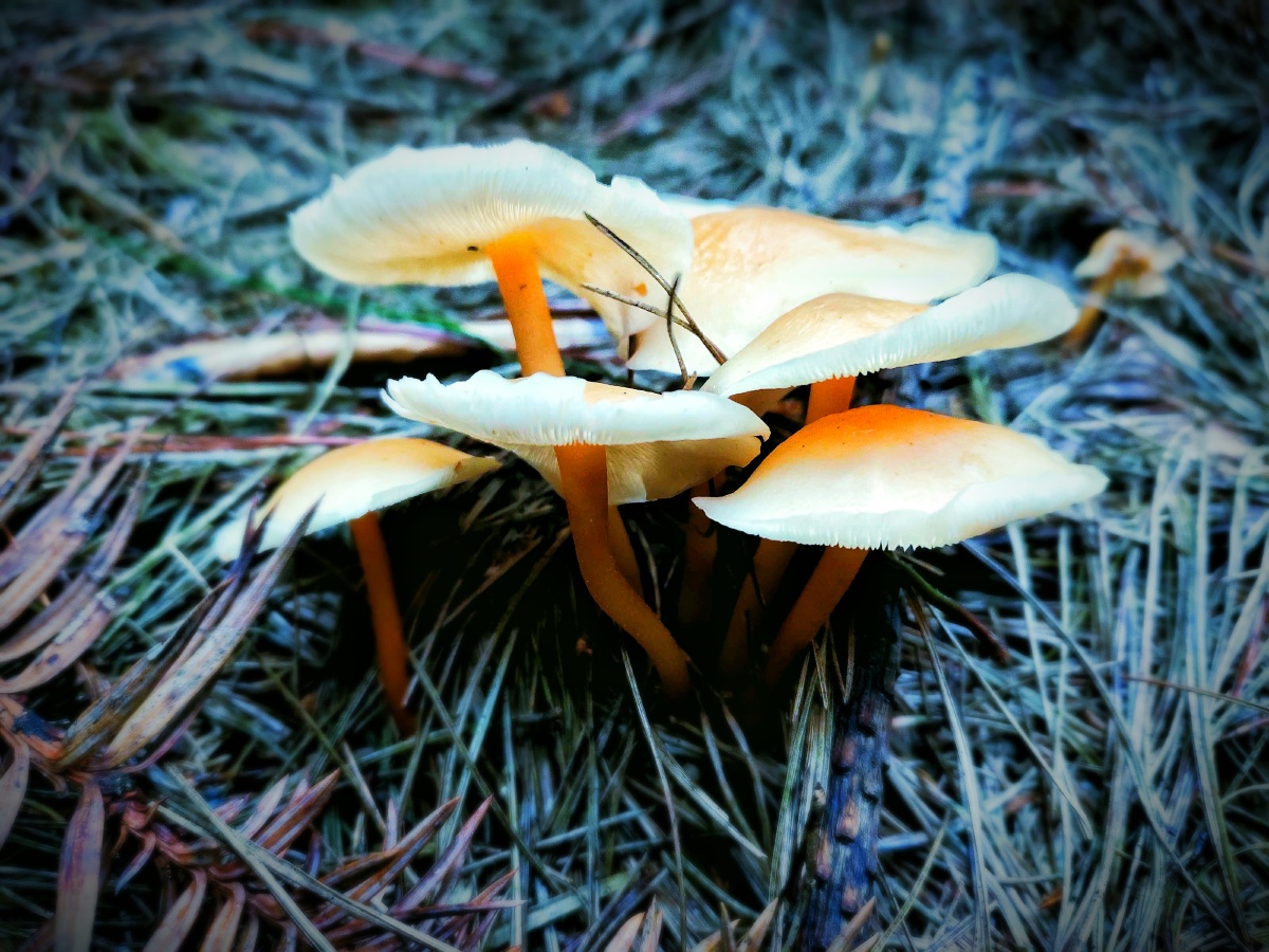 者自然人文地理摄影组蘑菰秋季毒菌牛肝菌属食用风光木还没有人打赏