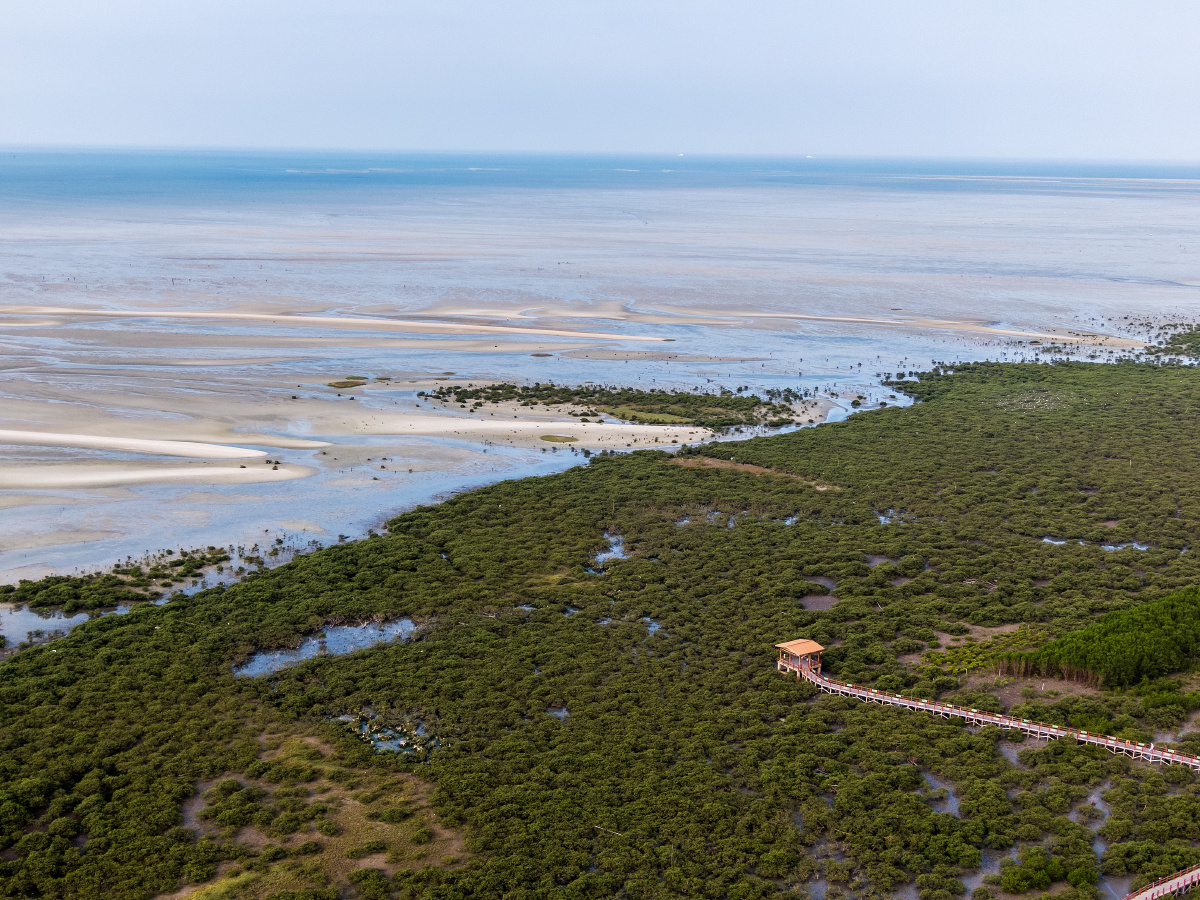红树林消浪先锋海岸卫士生态文明之光照耀美丽中国绿水青山就是金山