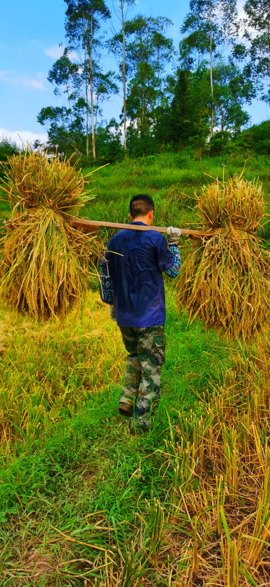 还有什么比秋收更美好一片希望和喜悦填满了这片土地上辛苦劳作人们的