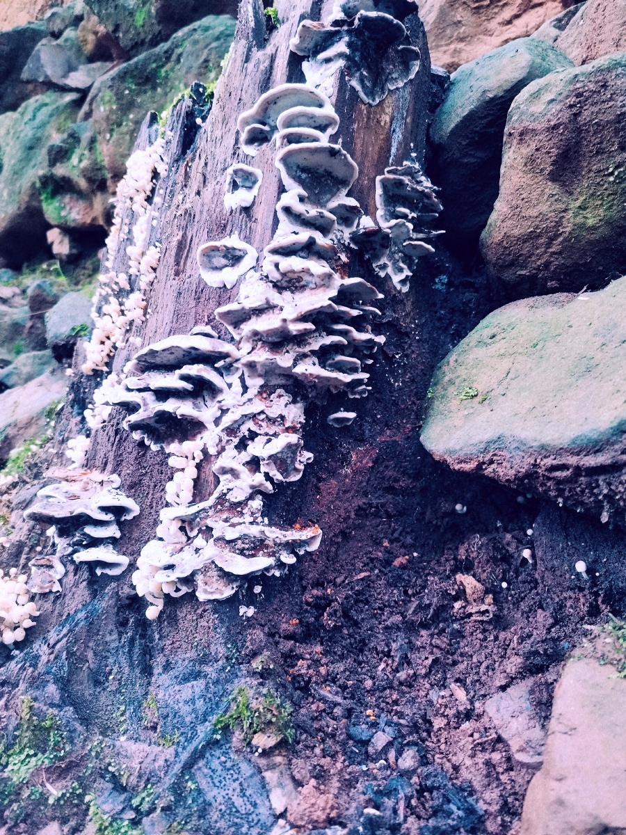 老树根上的树菇