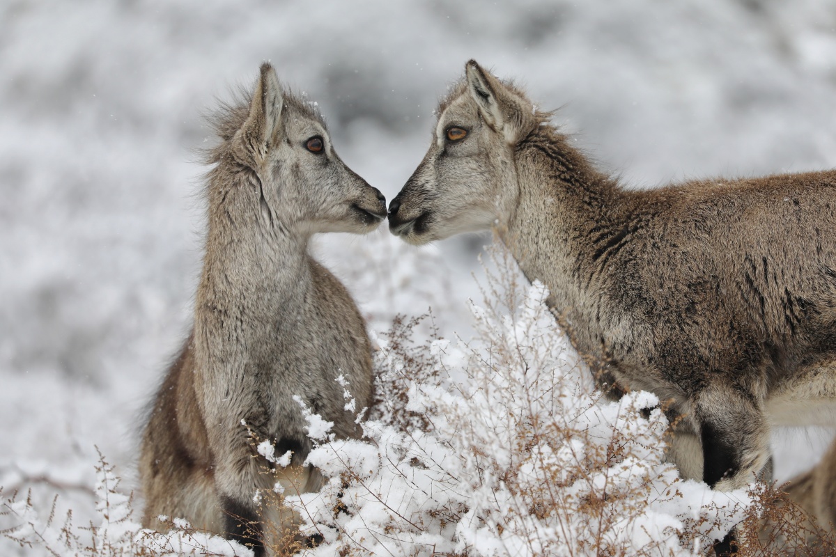 岩羊国家二级野生保护动物宁夏银川贺兰山拍摄
