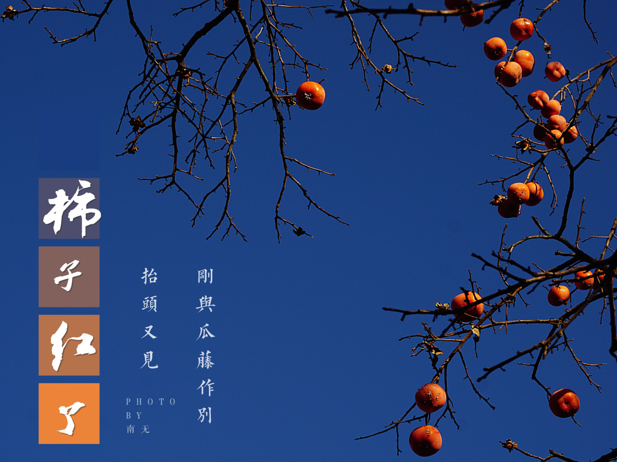 故宫柿柿如意
