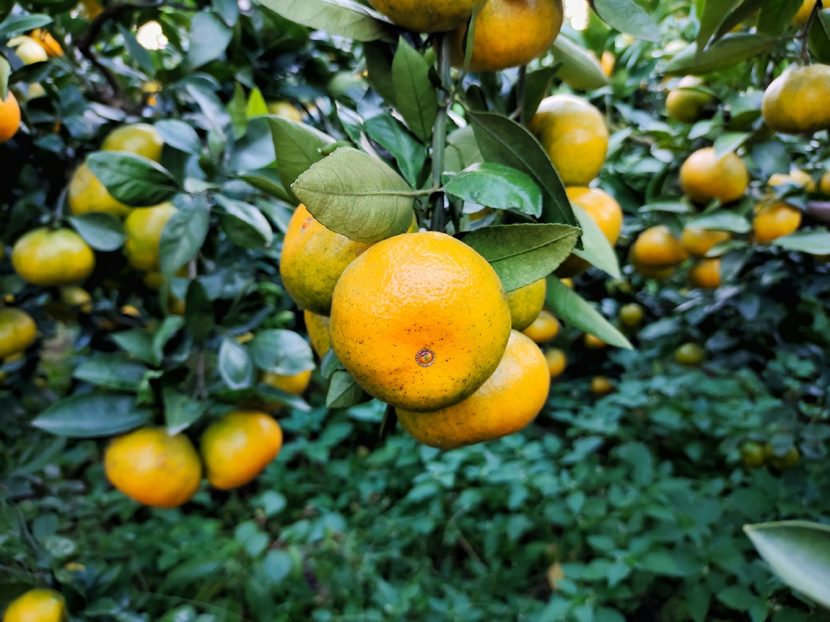 家乡的橘子熟了