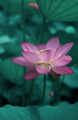 B64E7F2B-C868-4CEC-8E66-172079CAD1C1/L0/001