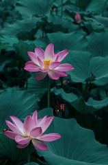 5C94B977-74B9-40F4-8164-055FD0BB9960/L0/001