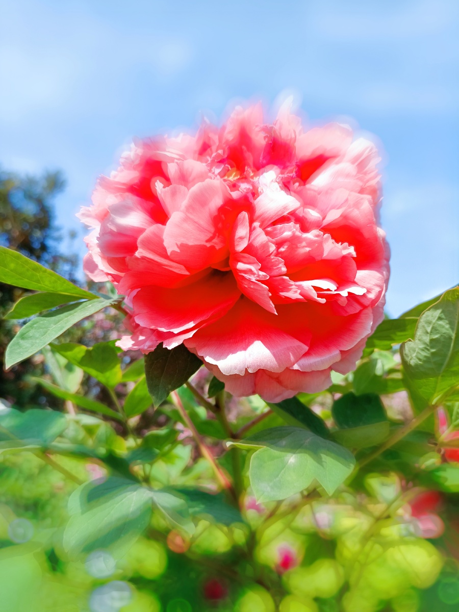 1/111我们这群拍海人花心发现花世界牡丹花植物花园玫瑰夏季花的明亮