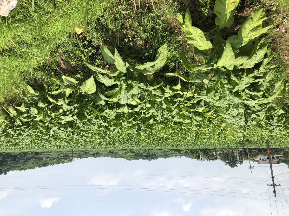 郴州桂阳烟叶