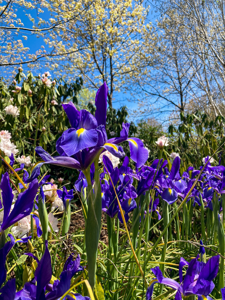 南半球的荷兰鸢尾