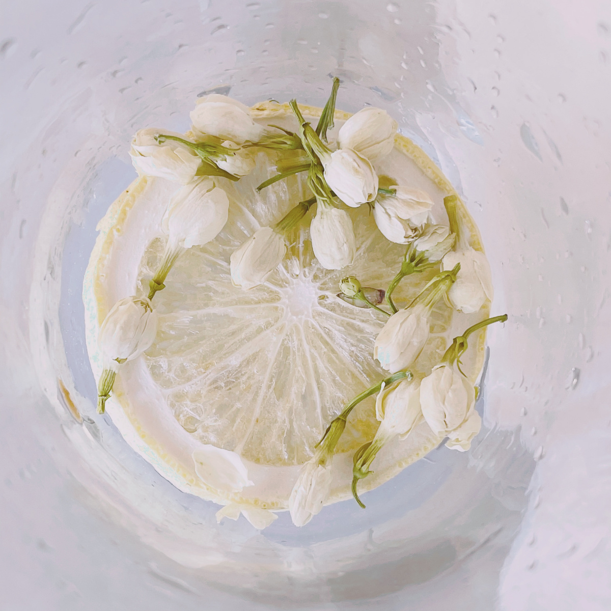茉莉柠檬茶