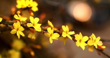 迎春花11 
