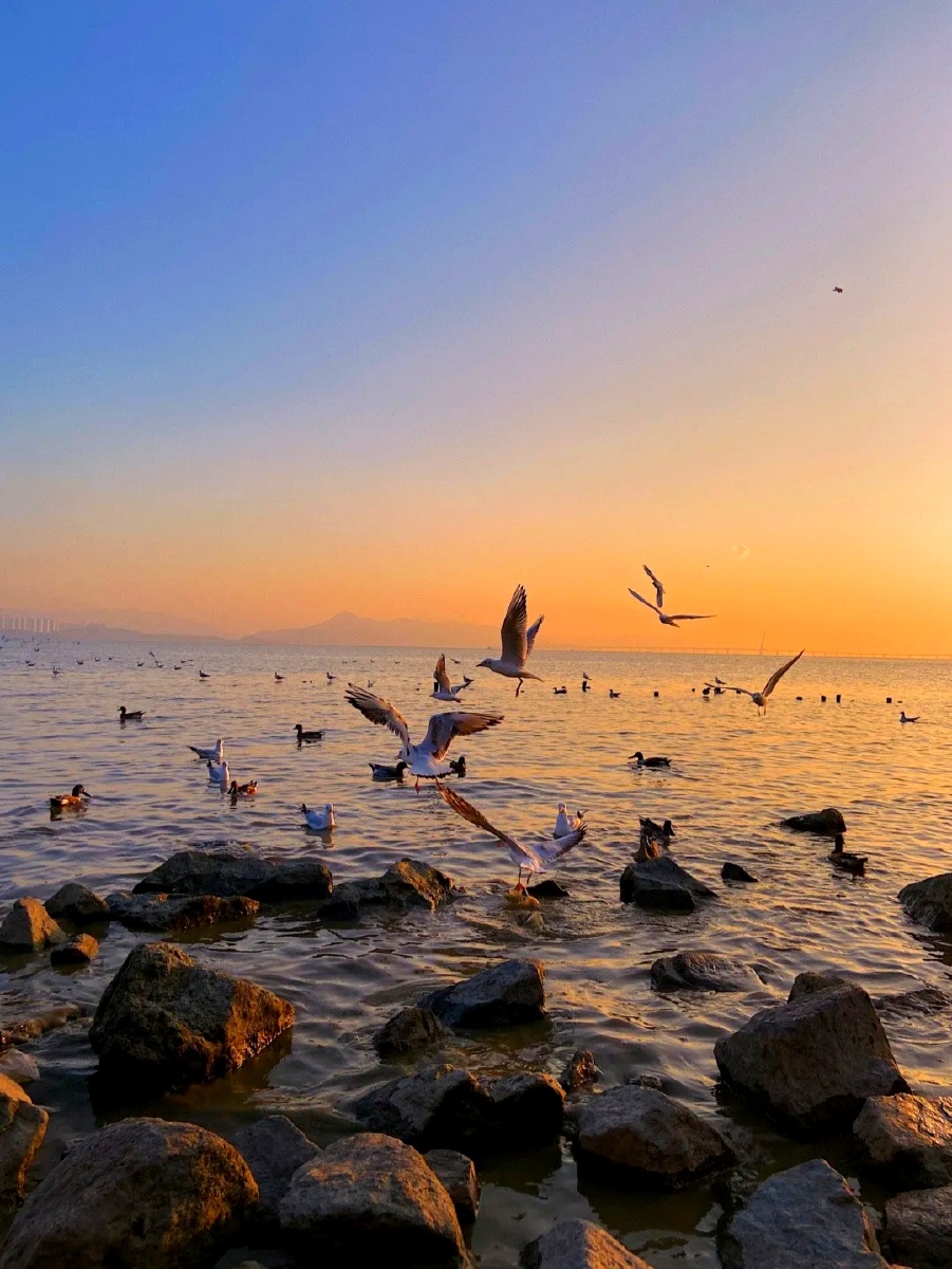 深圳红树林夕阳下的海鸥