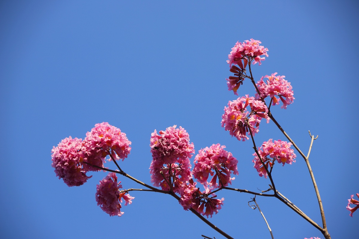 紫风铃 - 证华 - 图虫