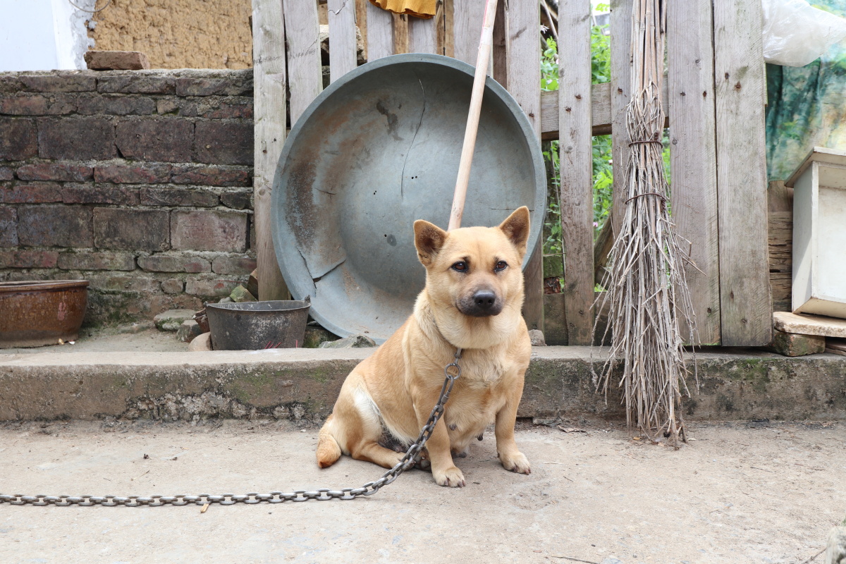 农家土狗