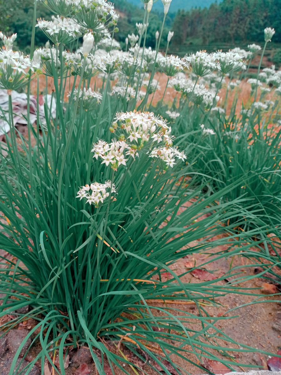 韭菜也能开花的