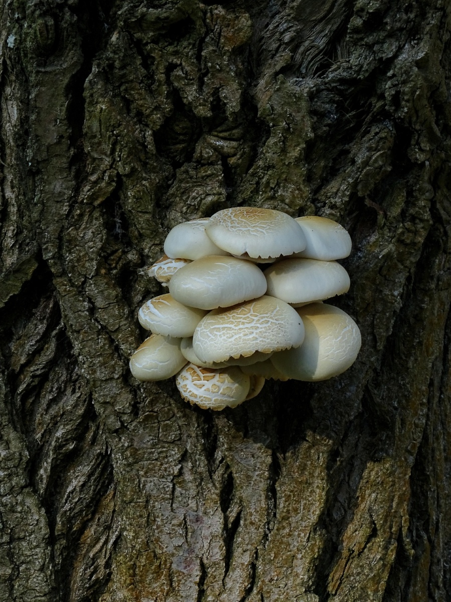 枯树生长的野生菌
