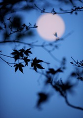 117CF83C-53DA-4C0D-B53D-7695A56AC56F/L0/001