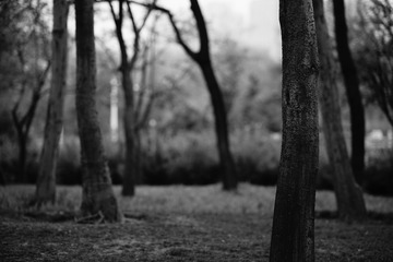 217E5D6B-F014-4FAA-8BDF-70E6440BC738/L0/001