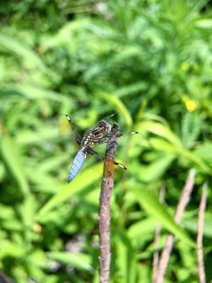 雄性六斑曲缘蜻
