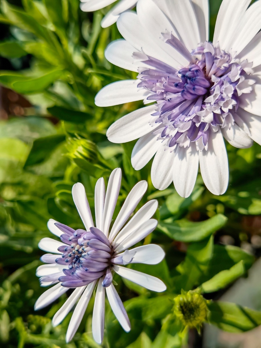 重瓣蓝目菊 - _念 - 图虫