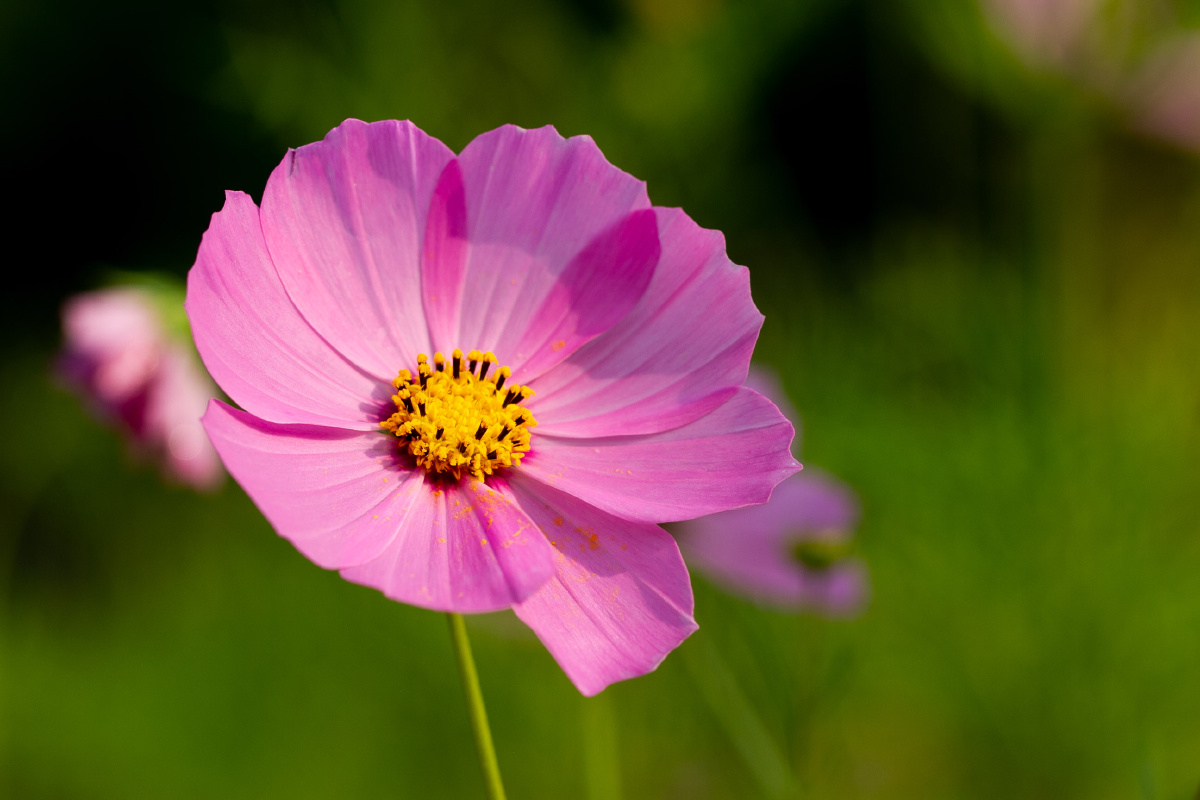 春天花会开 - andytao - 图虫