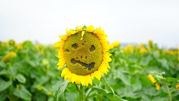 752562