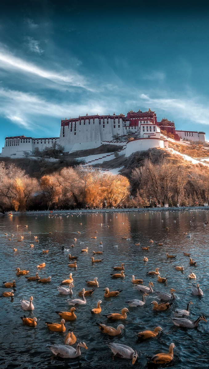 我眼中的布达拉宫冬天的西藏布达拉宫背面有一个湖泊候鸟从各地飞到