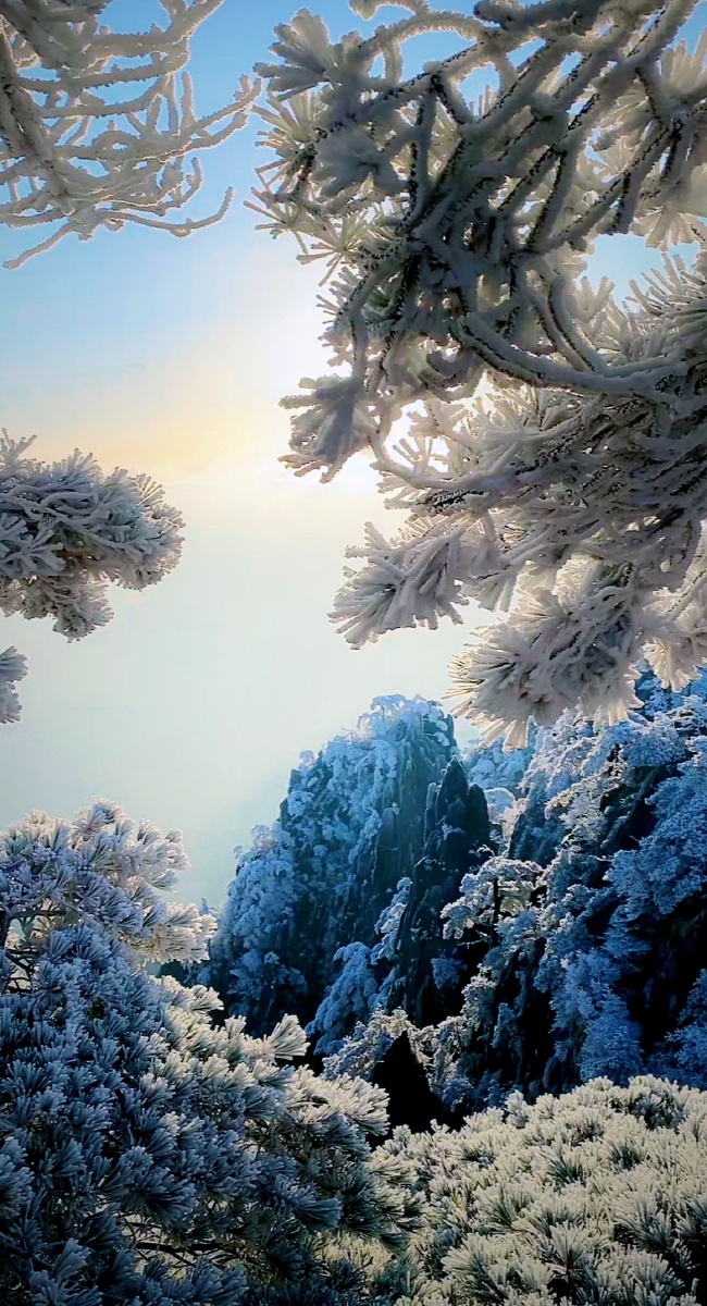 日照雪松～黄山2021年入冬初雪