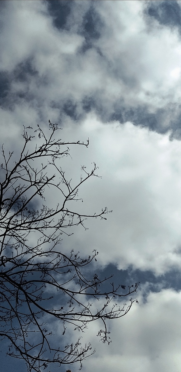 冬天的懒阳带着微风轻轻地摇曳树枝