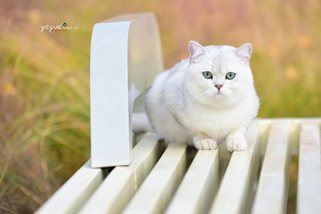 90217