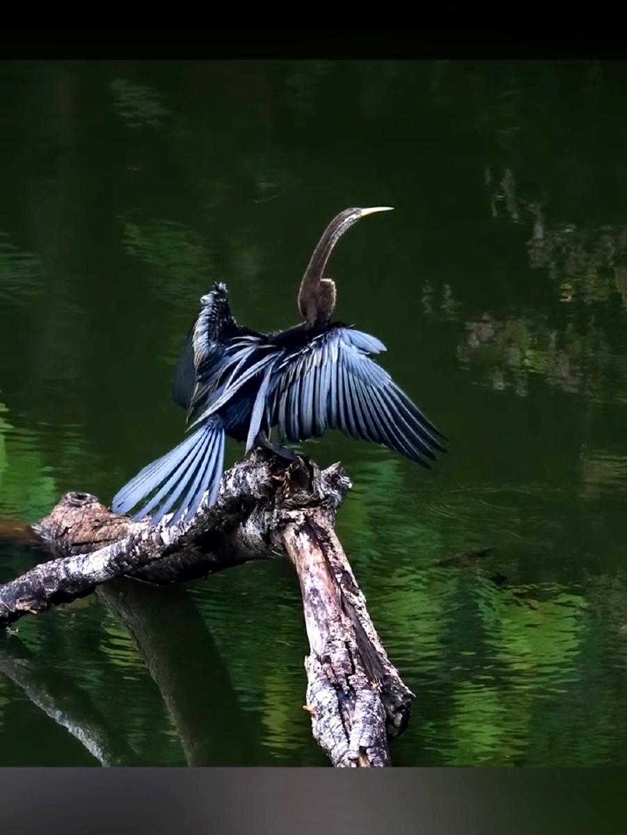 鸟王艾雅康拍摄作品全球性近危物种黑腹蛇鹈