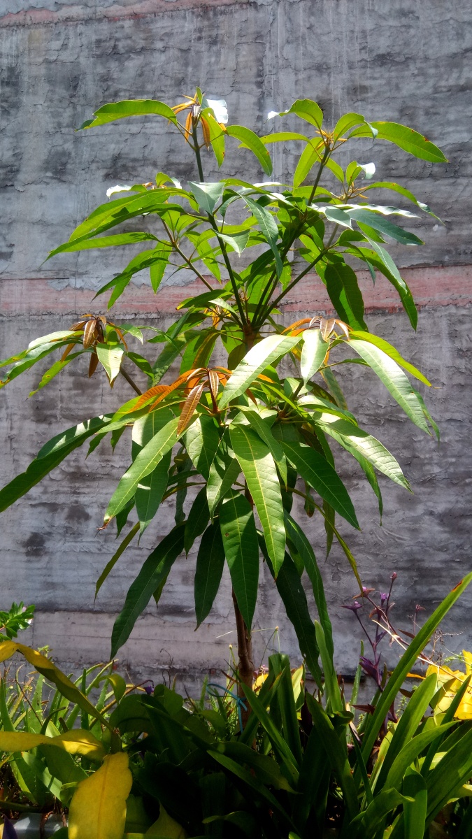 牛油果树长苗苗了