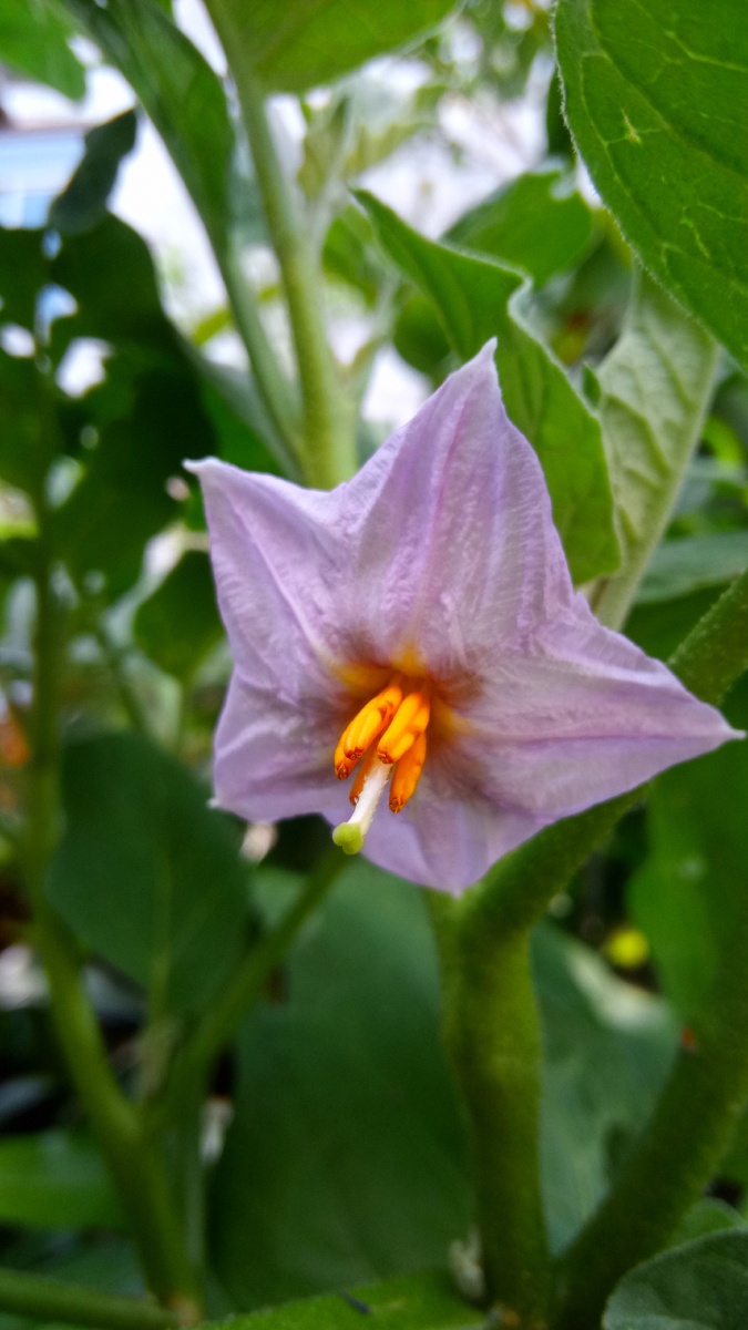 紫色五角星茄子再开花