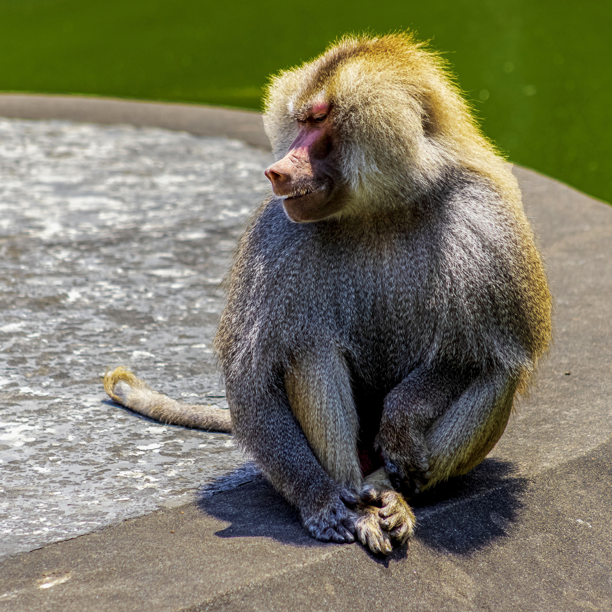 长毛猢狲摄于上海动物园