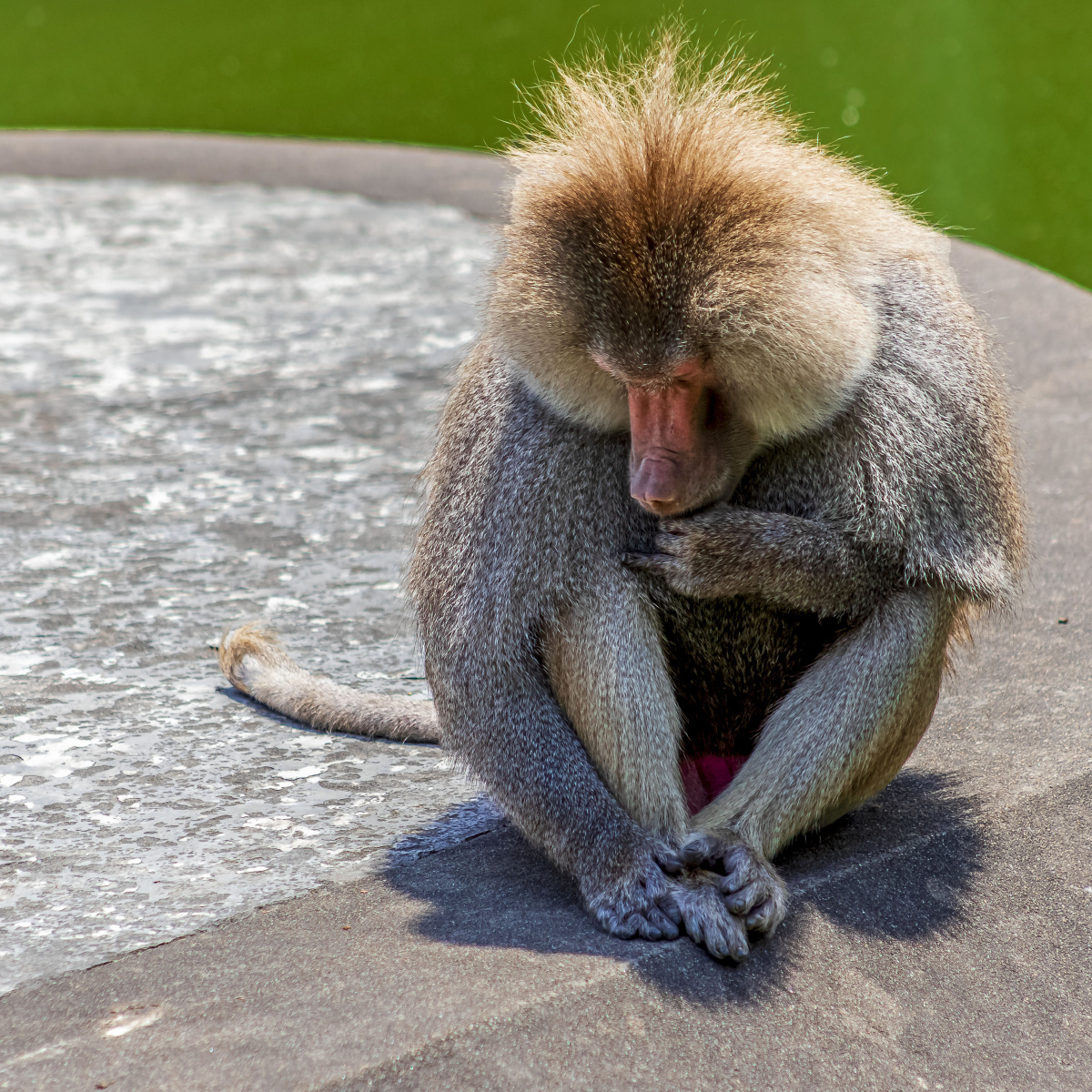 长毛猢狲摄于上海动物园