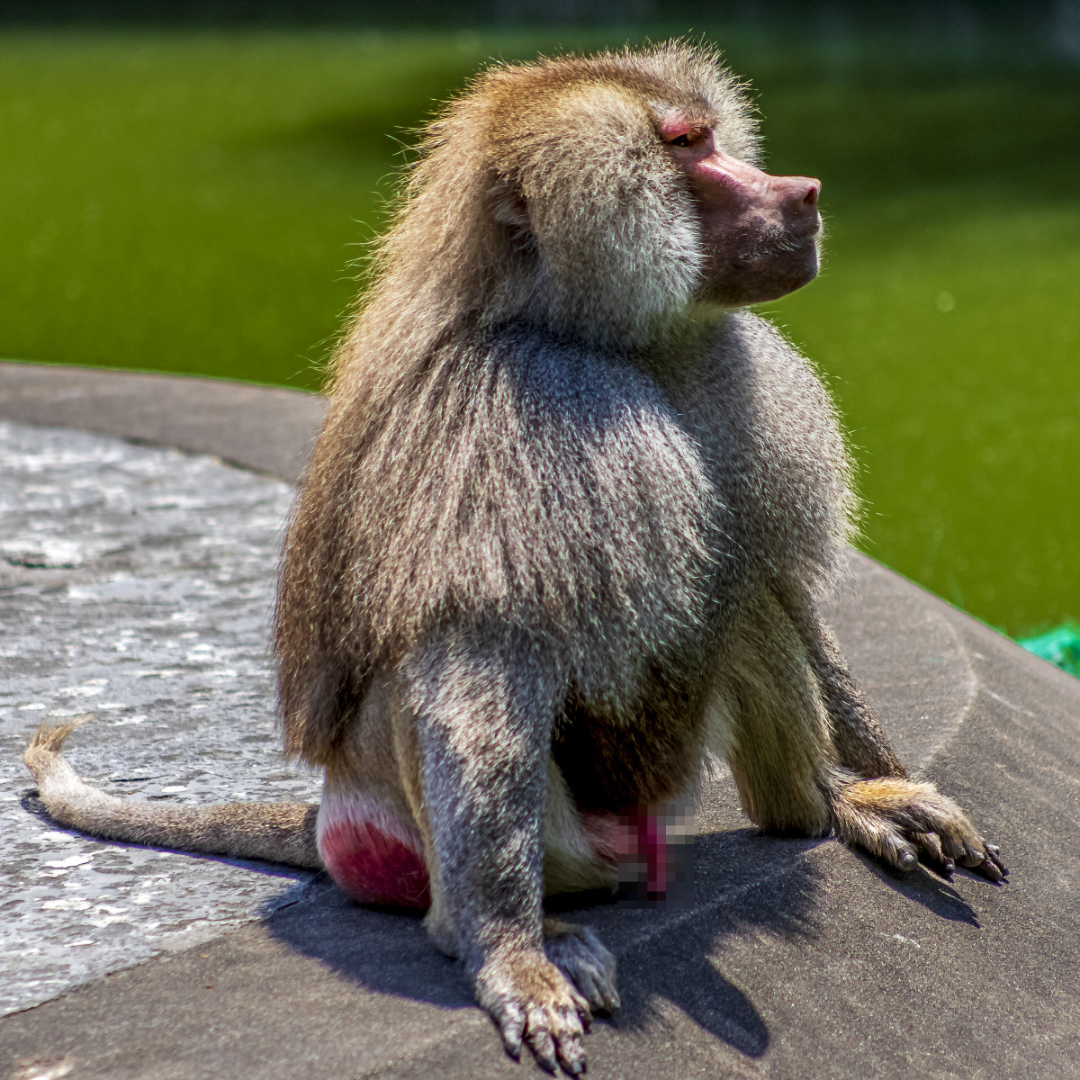 长毛猢狲摄于上海动物园