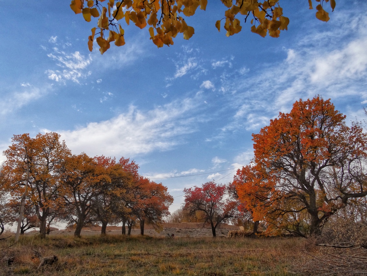 深秋老杏林色彩丰富秋意正浓