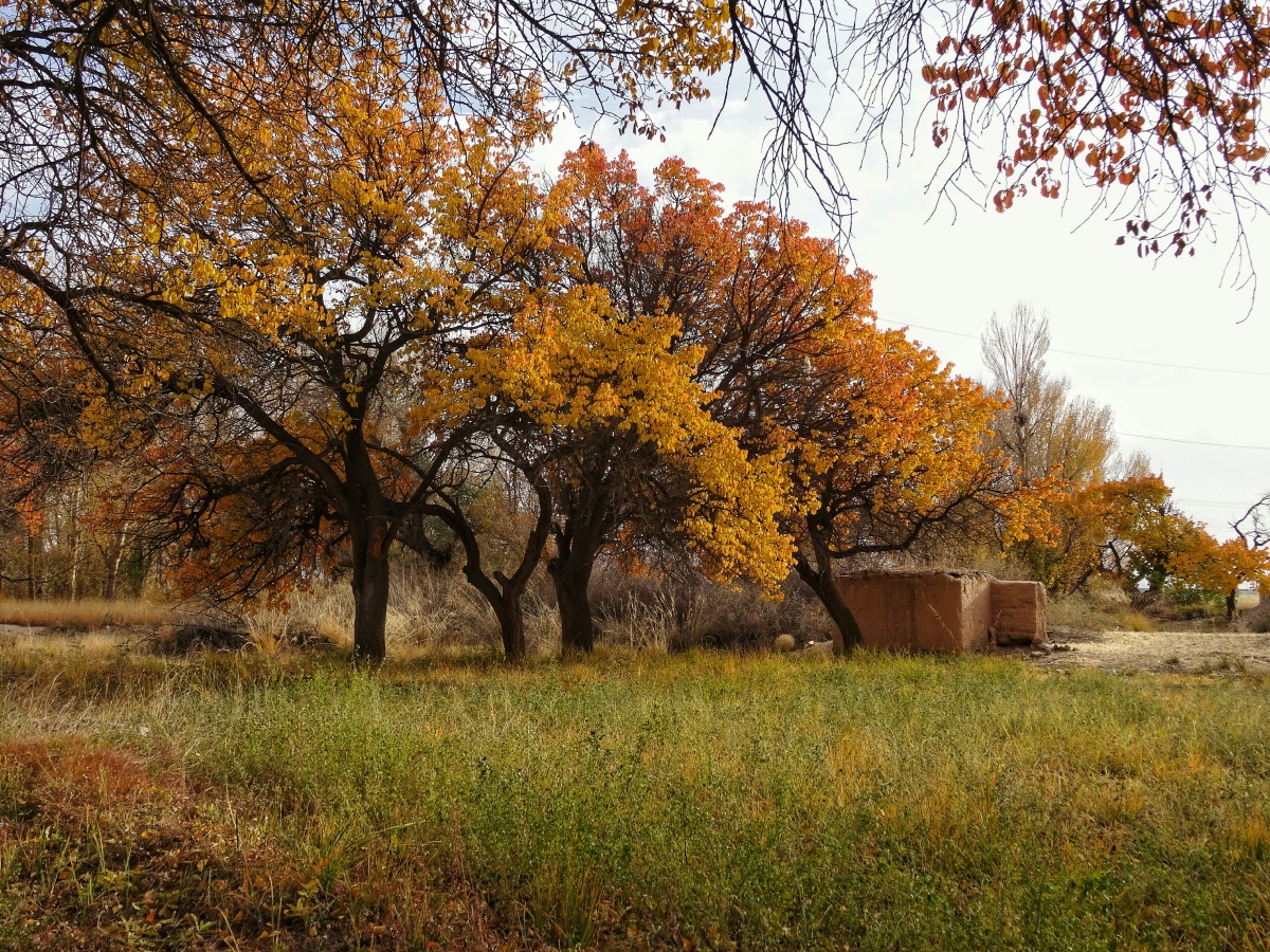 深秋老杏林色彩丰富秋意正浓