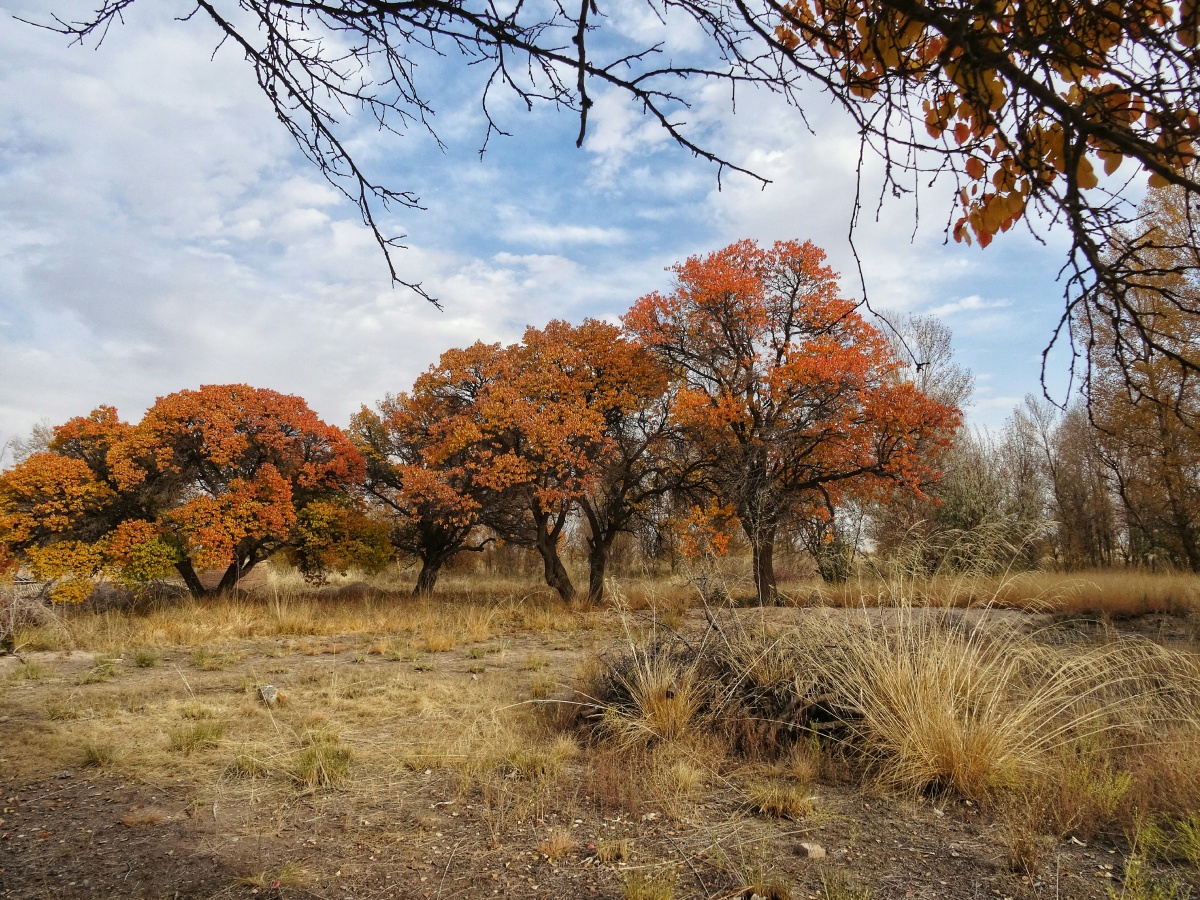 深秋老杏林色彩丰富秋意正浓