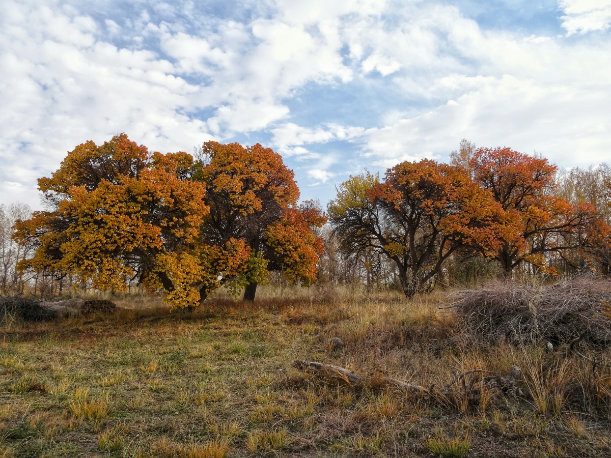 深秋老杏林色彩丰富秋意正浓