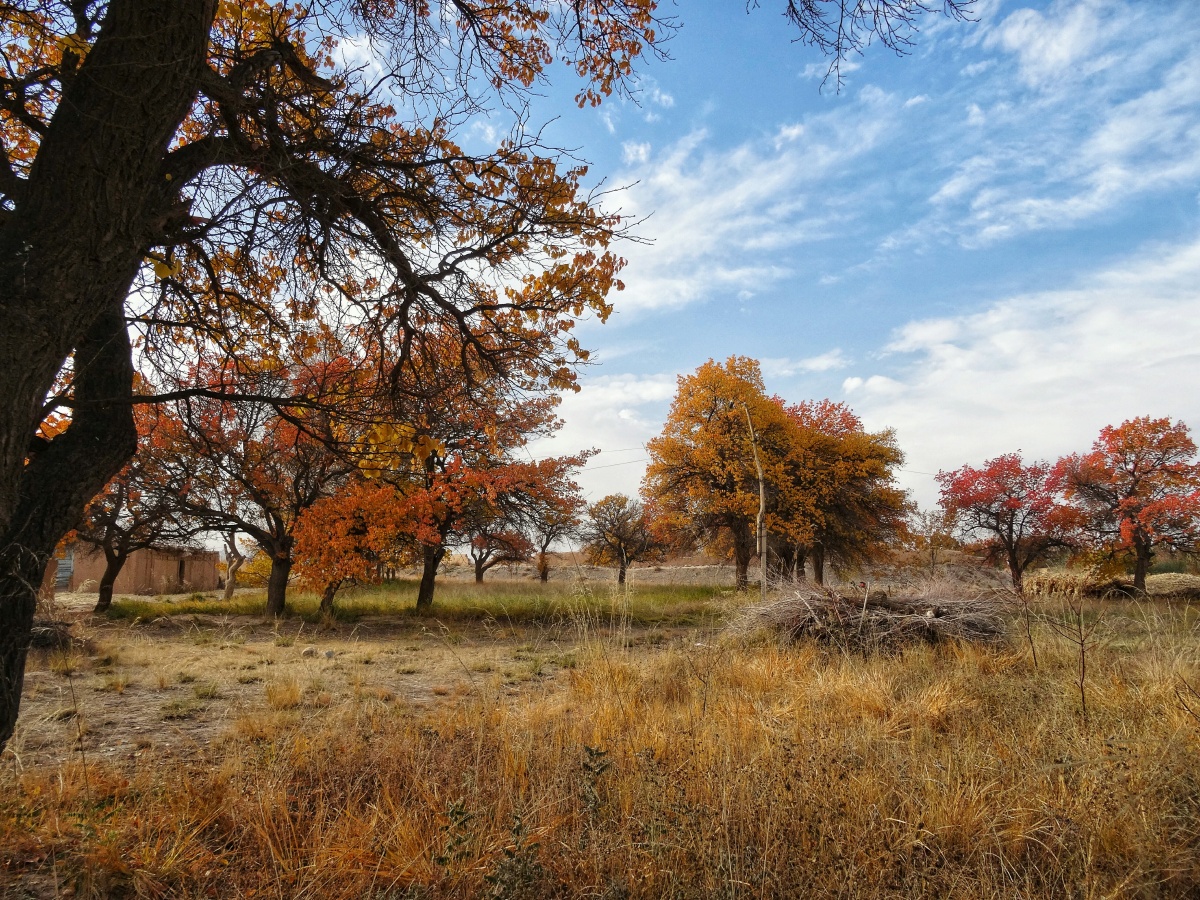 深秋老杏林色彩丰富秋意正浓