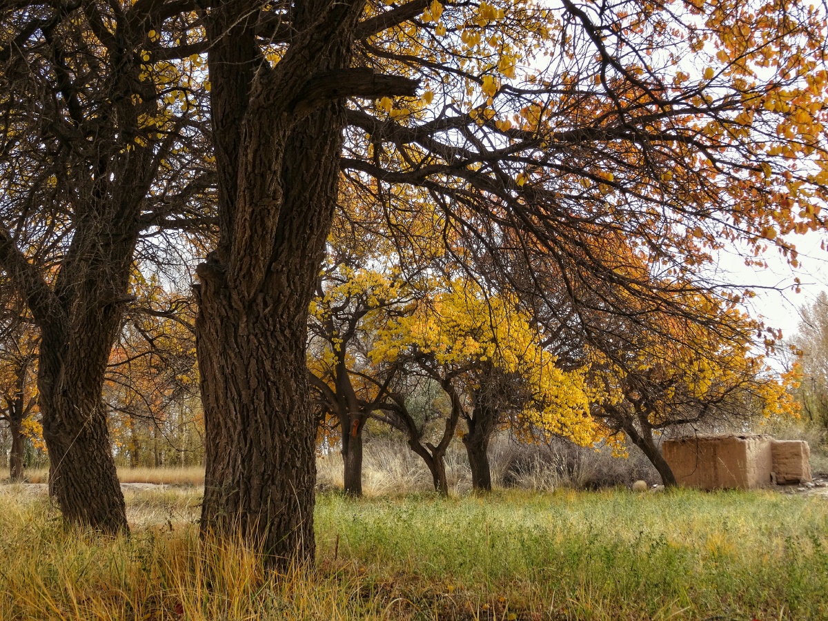 深秋老杏林色彩丰富秋意正浓