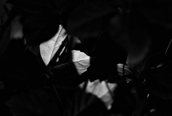 8853BDA4-07E5-471E-8064-CF83AE73183A/L0/001