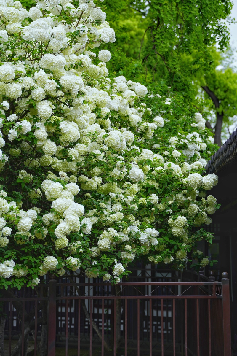 暮春木绣球花开清新脱俗的绿色逐渐变成了素雅沉静的纯白色硕大的花团