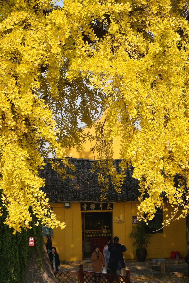 苏州太平老街古银杏树