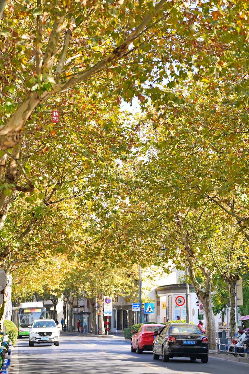 常熟引线街梧桐树