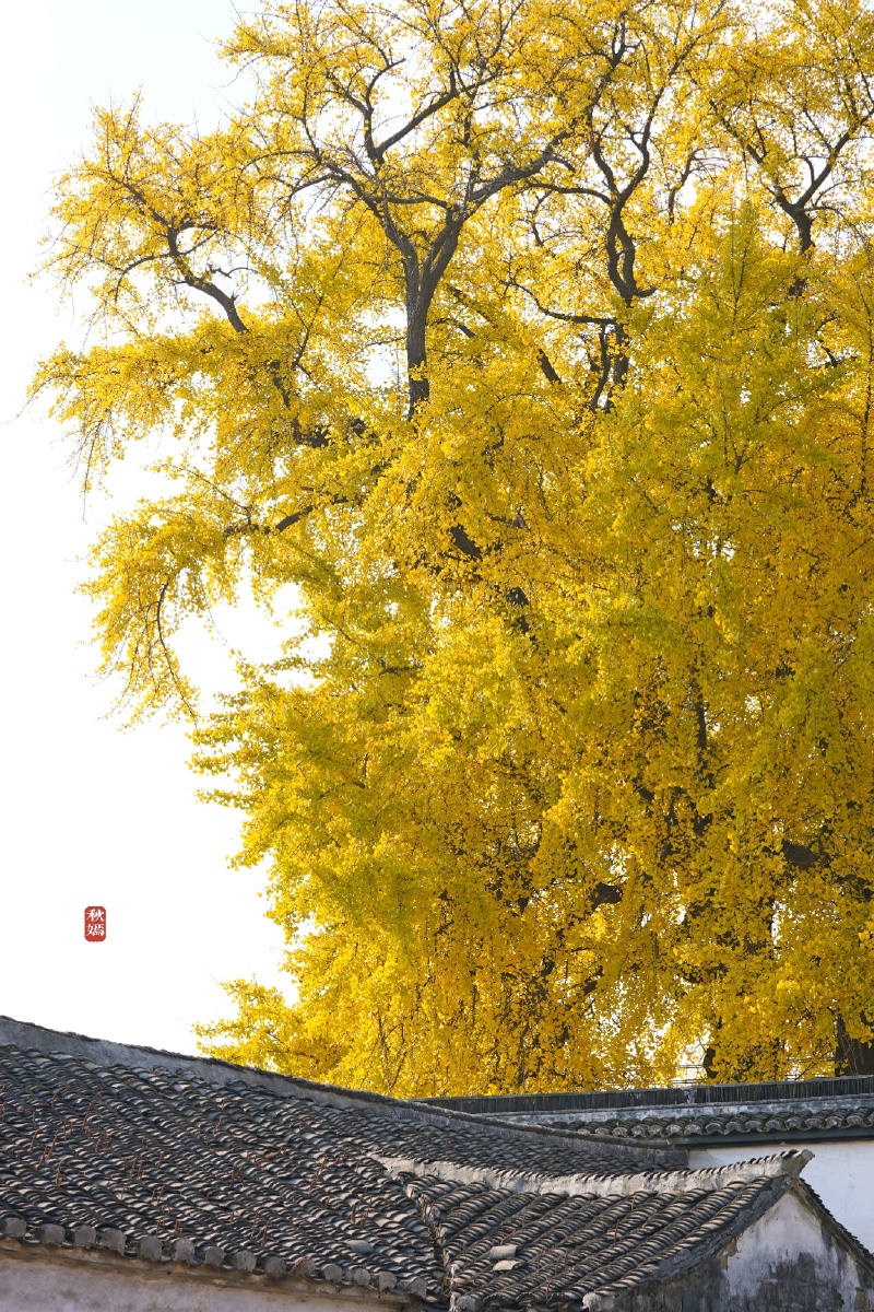 苏州太平老街古银杏树